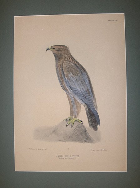 Aquila delle Steppe Aquila Nipalensis