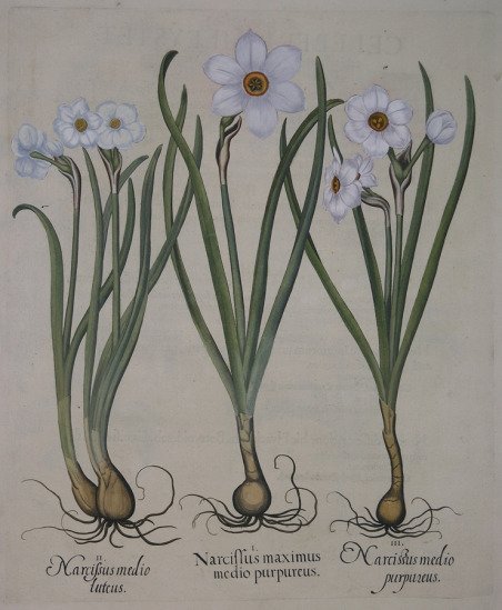 Narcissus maximus medio purpureus - N. medio luteus - N. …