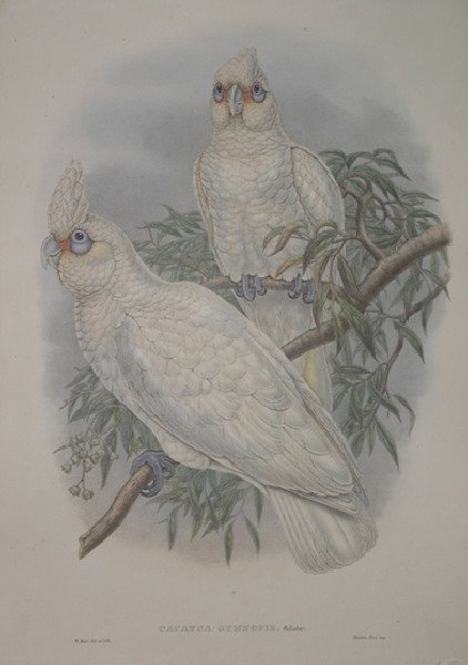 Cacatua Gymnopis