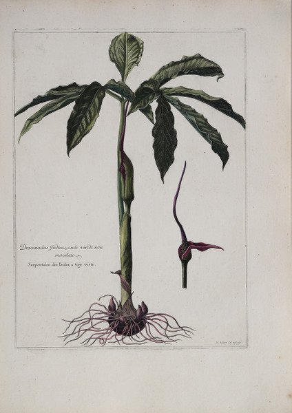 Dracunculus Indicus, caute viridi non maculato.