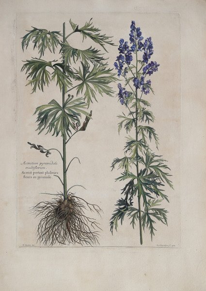 Aconitum pyramidale multiflorum.