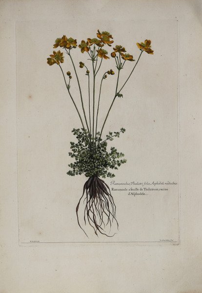 Ranunculus, thalictri folio, Asphodeli radicibus.