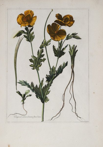 Pauper corniculatum, flore luteo. | Immagine Gallery 1