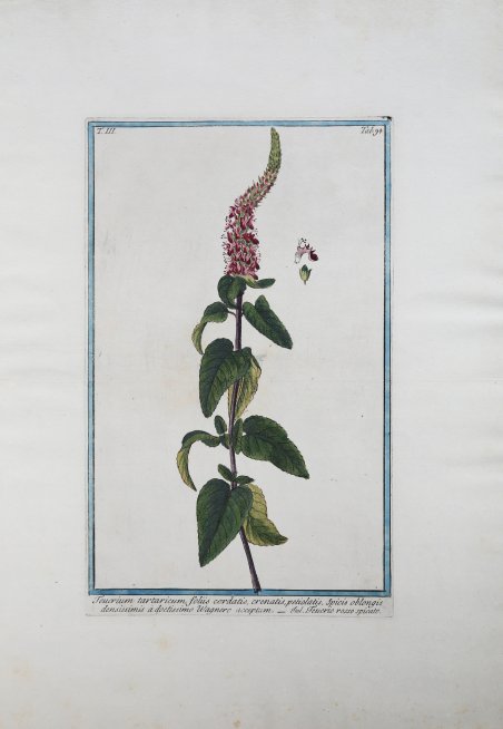 Teucrium Tartaricum