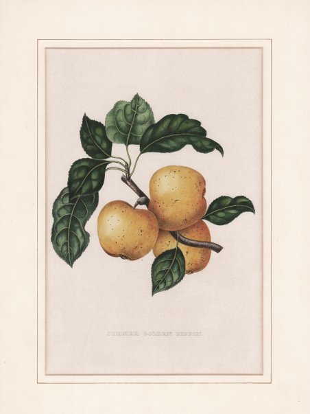 Summer Golden Pippin