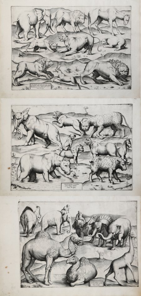 Tabula I (III) animalium.