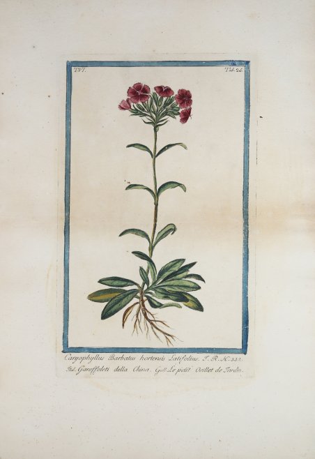 Caryophyllus Barbatus hortensis Latifolius.