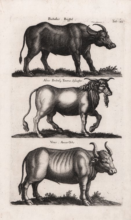 Bubalus Buffel / Alius Bubalo Taurus Sylvester / Urus Awer …