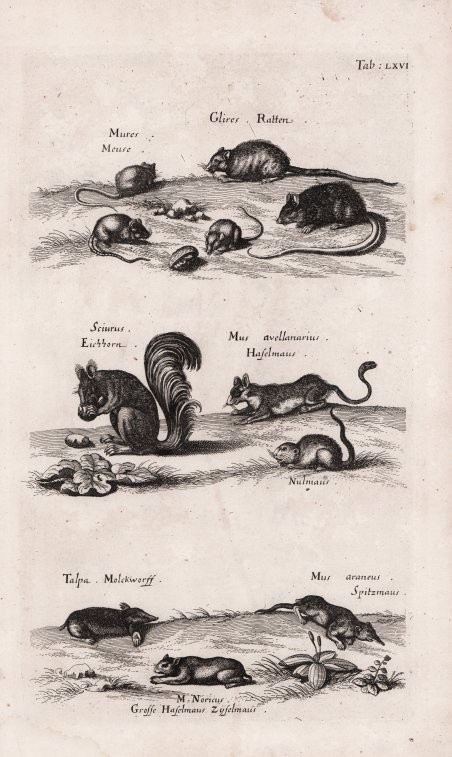 Mures. Meuse. Glires. Ratten / Sciurus Eichhorn. Mus avallanarius. Haselmaus …