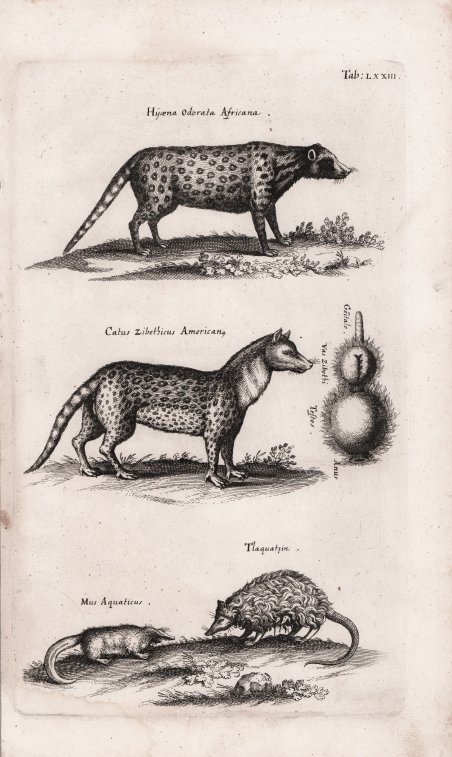 Hyoena Odorata Africana / Catus Zibethicus Americano / Mus Aquaticus. …