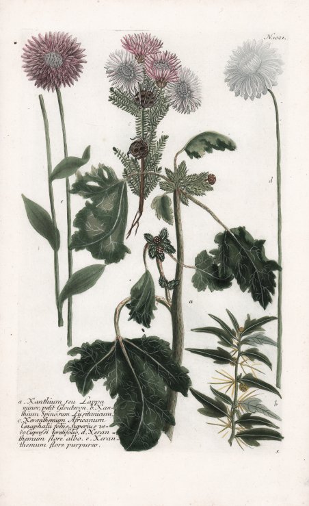 Xanthium seu Lappa minor, petit Glouteron.