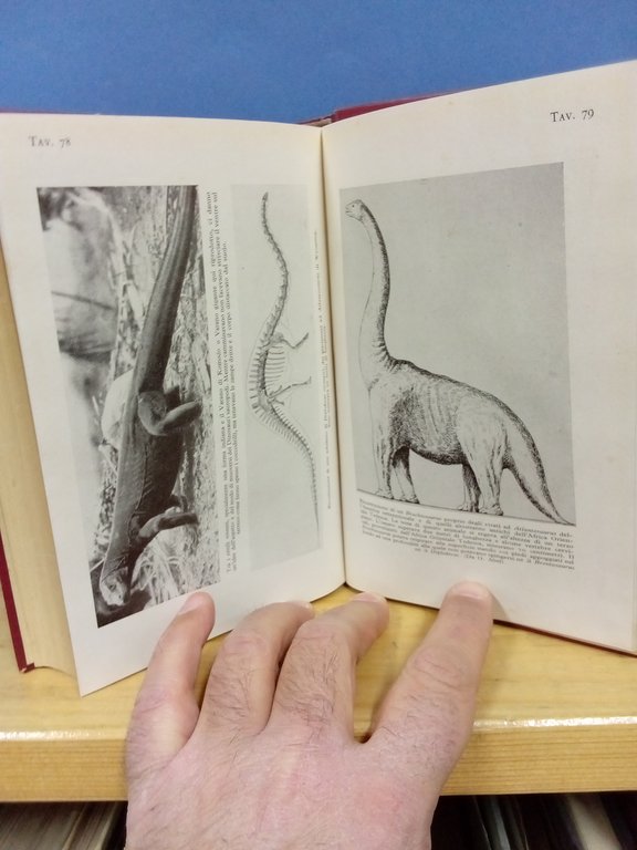 Animali del passato. | Immagine Gallery 3