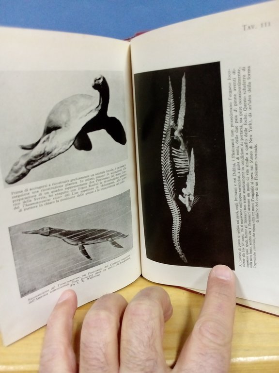 Animali del passato. | Immagine Gallery 4