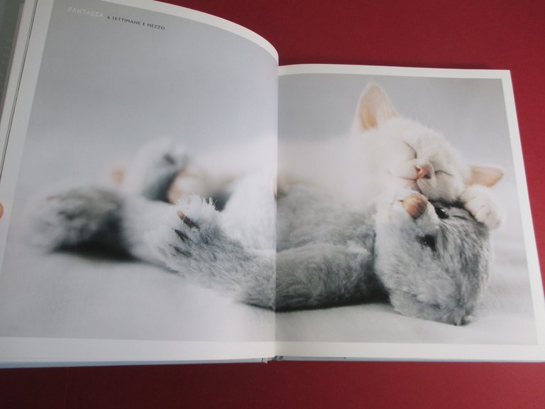 Gattini. Una guida felina alla felicità.