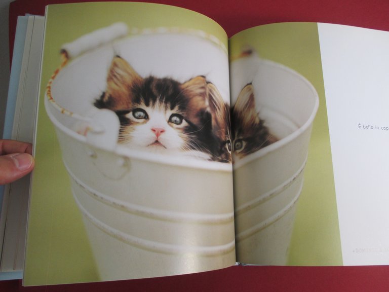 Gattini. Una guida felina alla felicità.