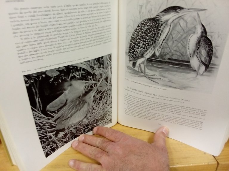 Gli uccelli d'Italia. | Immagine Gallery 4