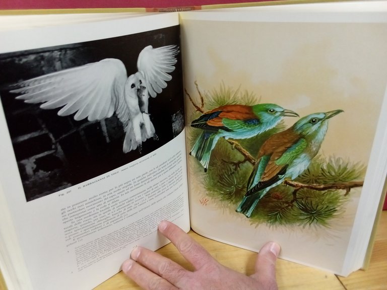 Gli uccelli d'Italia. | Immagine Gallery 5