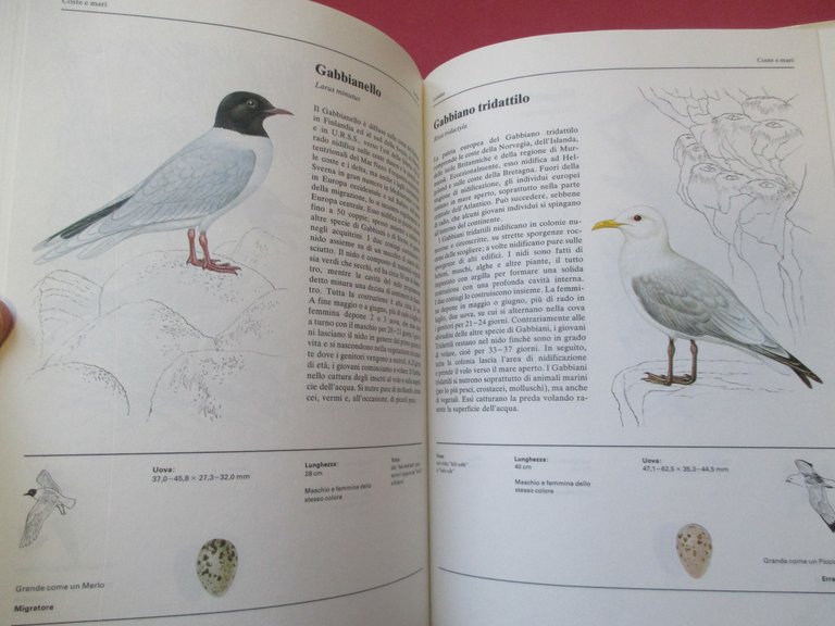 Grande atlante degli uccelli europei.