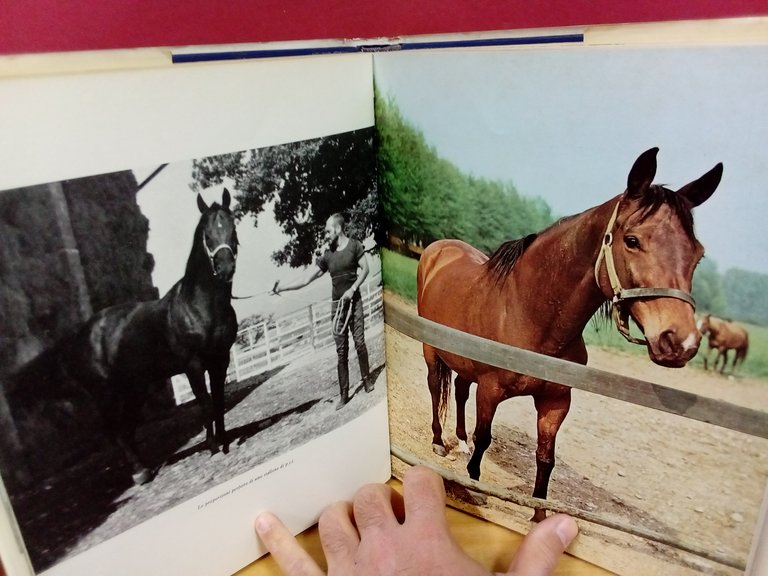 Il cavallo da sella. Allevamento e addestramento. | Immagine Gallery 2