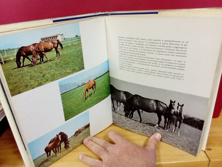 Il cavallo da sella. Allevamento e addestramento. | Immagine Gallery 3