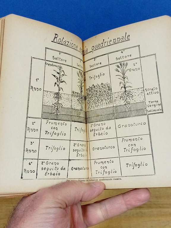 Il frumento. | Immagine Gallery 2