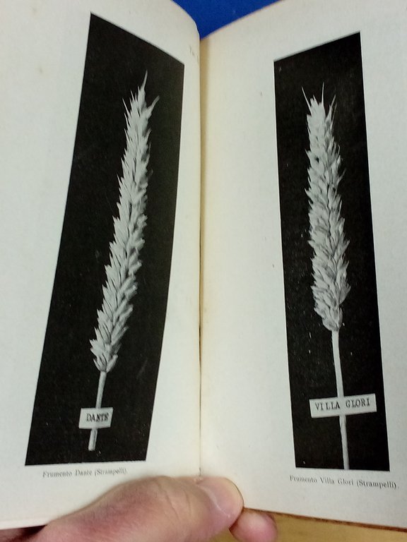 Il frumento. | Immagine Gallery 3