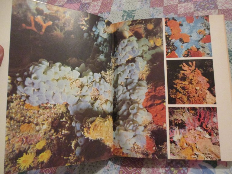 Io sub. Tecniche di immersione, acquaticità, attività subacquee.