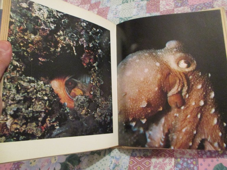 Io sub. Tecniche di immersione, acquaticità, attività subacquee.