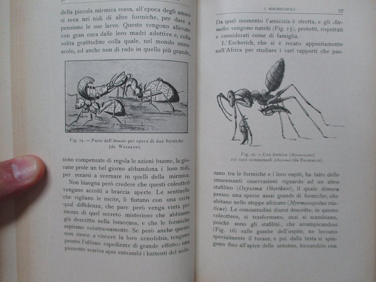 Le alleanze degli animali e delle piante.