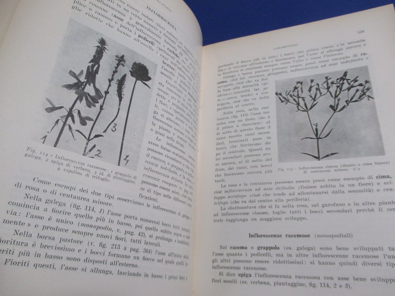 Piante officinali italiane.