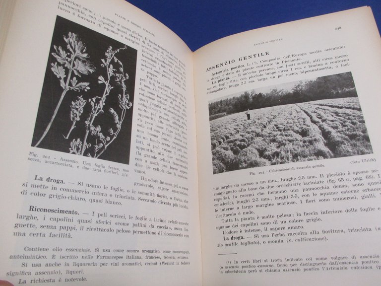 Piante officinali italiane.