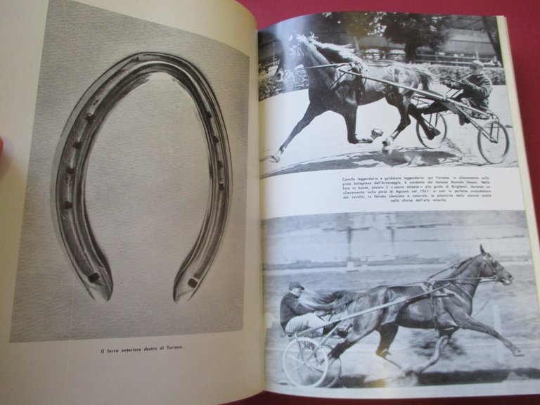 Tornese cavallo leggendario.