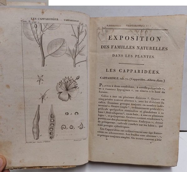 Exposition des Familles Naturelles et de la Germination des Plantes