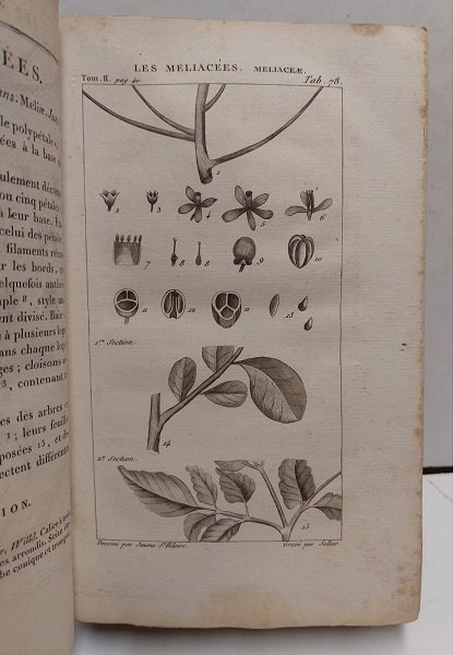 Exposition des Familles Naturelles et de la Germination des Plantes