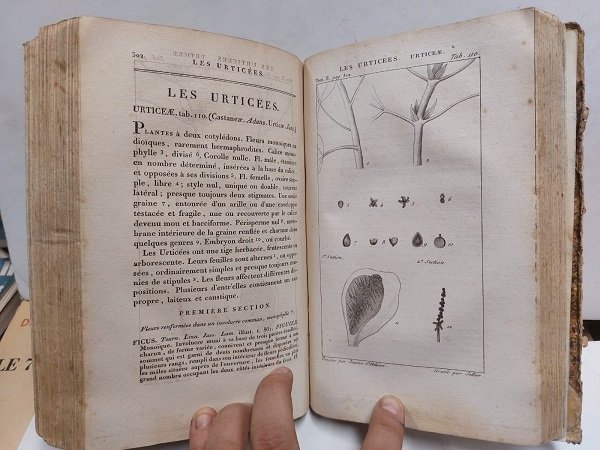 Exposition des Familles Naturelles et de la Germination des Plantes