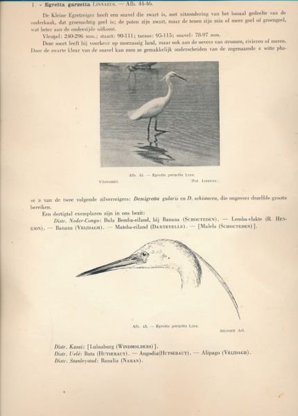 De Vogels van Belgisch Congo en van Ruandi - Urundi. …