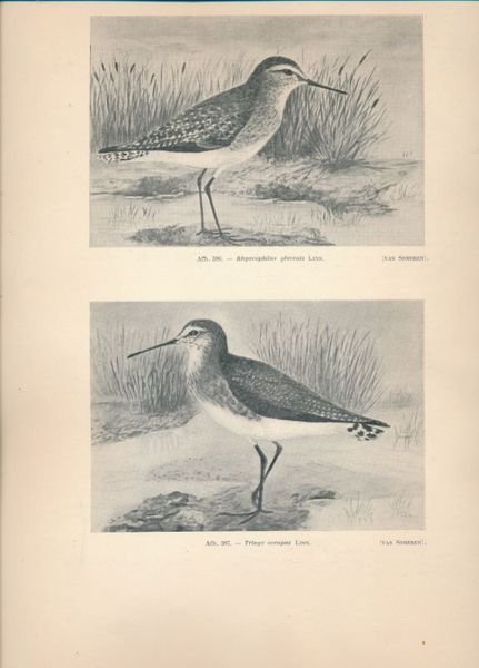 De Vogels van Belgisch Congo en van Ruandi - Urundi. …