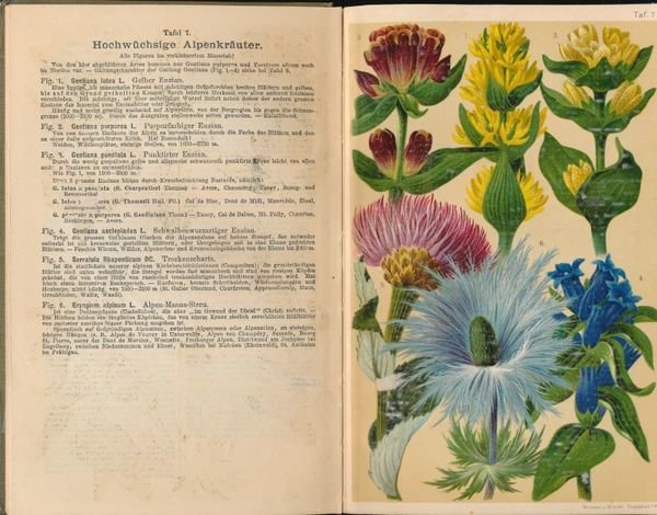 Flore coloriée portative du touriste dans les Alpes