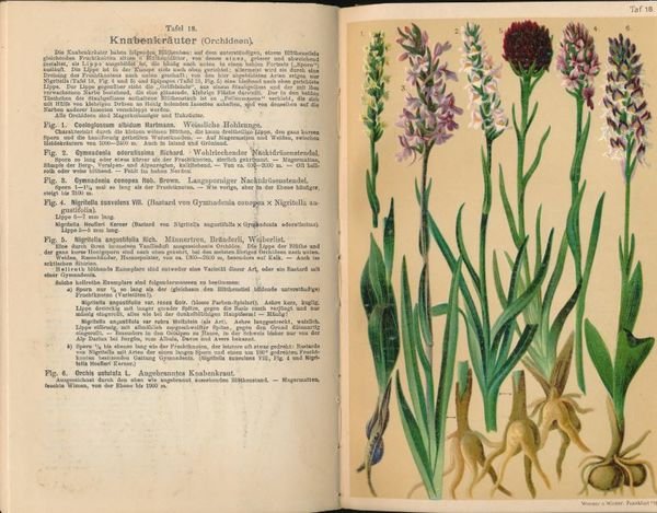 Flore coloriée portative du touriste dans les Alpes