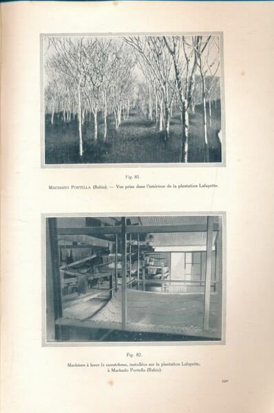 Culture et exploitation du caoutchouc au Brésil | Immagine principale