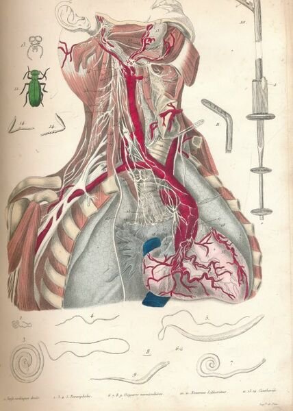 La médecine pittoresque. Recueil de 91 planches couleurs