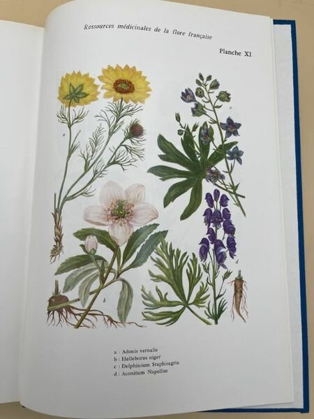 Ressources médicinales de la flore française