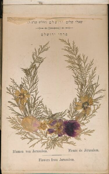 Flowers of the holy land. Jerusalem