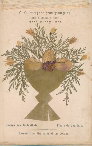Flowers of the holy land. Jerusalem