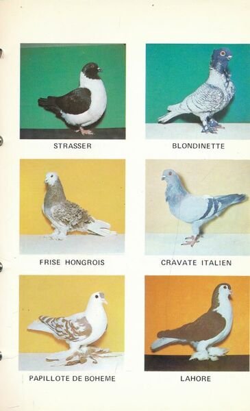 Standards pigeons adoptés par la S.N.C