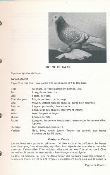 Standards pigeons adoptés par la S.N.C