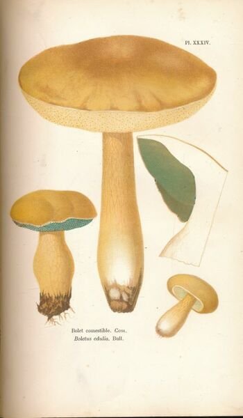 Les champignons. Histoire, description, culture, usages des espèces comestiblers, vénéneuses, …