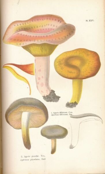 Les champignons. Histoire, description, culture, usages des espèces comestiblers, vénéneuses, …