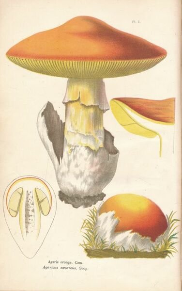 Les champignons. Histoire, description, culture, usages des espèces comestiblers, vénéneuses, …