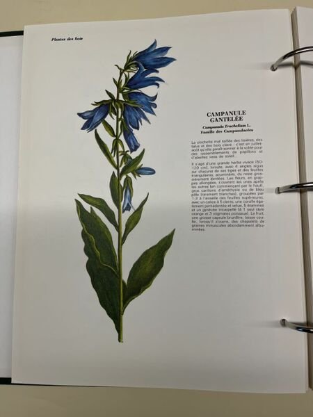 L'herbier du Languedoc et du Roussillon. Présenté par Jean Pierre …